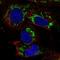 Transcription Factor B2, Mitochondrial antibody, HPA028554, Atlas Antibodies, Immunofluorescence image 