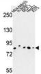 Chondroitin Polymerizing Factor antibody, AP50902PU-N, Origene, Western Blot image 