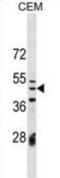 Izumo Sperm-Egg Fusion 1 antibody, abx030088, Abbexa, Western Blot image 