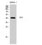 G Protein Pathway Suppressor 2 antibody, A06569, Boster Biological Technology, Western Blot image 