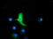Mitogen-Activated Protein Kinase 7 antibody, LS-C785411, Lifespan Biosciences, Immunofluorescence image 