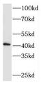 RNA 3 -terminal phosphate cyclase-like protein antibody, FNab07211, FineTest, Western Blot image 