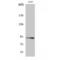Catenin Beta 1 antibody, LS-C382474, Lifespan Biosciences, Western Blot image 