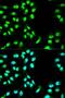 Minichromosome Maintenance Complex Component 3 antibody, LS-C331230, Lifespan Biosciences, Immunofluorescence image 
