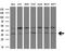 ZFP36 Ring Finger Protein antibody, M02028-1, Boster Biological Technology, Western Blot image 