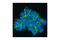 Junction Plakoglobin antibody, 2309S, Cell Signaling Technology, Immunocytochemistry image 