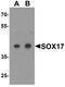 SRY-Box 17 antibody, PA5-72815, Invitrogen Antibodies, Western Blot image 