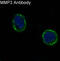 Stromelysin-1 antibody, M00775, Boster Biological Technology, Immunofluorescence image 