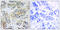 Neuropeptide Y Receptor Y5 antibody, GTX87079, GeneTex, Immunohistochemistry paraffin image 