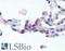 Adhesion G Protein-Coupled Receptor E2 antibody, LS-A6306, Lifespan Biosciences, Immunohistochemistry paraffin image 