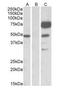 Angiopoietin 1 antibody, LS-B6867, Lifespan Biosciences, Western Blot image 