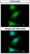 Baculoviral IAP Repeat Containing 7 antibody, GTX114132, GeneTex, Immunofluorescence image 