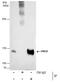 PMS1 Homolog 1, Mismatch Repair System Component antibody, PA5-35952, Invitrogen Antibodies, Immunoprecipitation image 