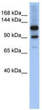 Homeodomain-interacting protein kinase 1 antibody, TA342143, Origene, Western Blot image 