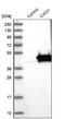 Cytosolic Iron-Sulfur Assembly Component 1 antibody, NBP1-84474, Novus Biologicals, Western Blot image 