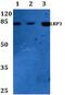 LDL Receptor Related Protein 3 antibody, PA5-36486, Invitrogen Antibodies, Western Blot image 