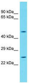 DNA damage-inducible transcript 4 protein antibody, TA344821, Origene, Western Blot image 