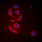 Calreticulin antibody, LS-C353918, Lifespan Biosciences, Immunofluorescence image 