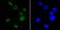 EWS RNA Binding Protein 1 antibody, NBP2-80458, Novus Biologicals, Immunofluorescence image 