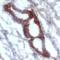 Nitrotyrosine antibody, LS-C204363, Lifespan Biosciences, Immunohistochemistry frozen image 