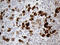 Pancreatic Lipase antibody, M04935, Boster Biological Technology, Immunohistochemistry paraffin image 