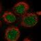 DEAD-Box Helicase 51 antibody, PA5-58817, Invitrogen Antibodies, Immunofluorescence image 
