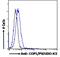 E3 ubiquitin-protein ligase RFWD2 antibody, 45-417, ProSci, Immunofluorescence image 