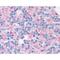 Synaptosome Associated Protein 25 antibody, MCA1308, Bio-Rad (formerly AbD Serotec) , Immunohistochemistry paraffin image 