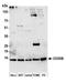 Cytochrome C Oxidase Subunit 5B antibody, A305-524A, Bethyl Labs, Western Blot image 