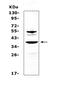 Adenosylmethionine Decarboxylase 1 antibody, A06146, Boster Biological Technology, Western Blot image 
