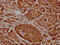 Cyclin-dependent kinase 17 antibody, CSB-PA28369A0Rb, Cusabio, Immunohistochemistry frozen image 