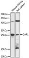 H/ACA ribonucleoprotein complex subunit 1 antibody, 14-610, ProSci, Western Blot image 