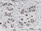 Translation Machinery Associated 16 Homolog antibody, LS-C134084, Lifespan Biosciences, Immunohistochemistry frozen image 
