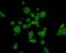 Neurexophilin And PC-Esterase Domain Family Member 3 antibody, NBP2-66830, Novus Biologicals, Immunofluorescence image 