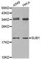 SUB1 Regulator Of Transcription antibody, MBS128943, MyBioSource, Western Blot image 