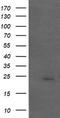 Amyloid P Component, Serum antibody, TA505350BM, Origene, Western Blot image 