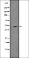 Immunity Related GTPase Cinema antibody, orb337774, Biorbyt, Western Blot image 