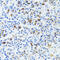 CD63 Molecule antibody, 19-556, ProSci, Immunohistochemistry frozen image 