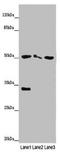 Probable sodium-coupled neutral amino acid transporter 6 antibody, orb34598, Biorbyt, Western Blot image 