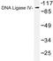 DNA Ligase 4 antibody, AP06802PU-N, Origene, Western Blot image 