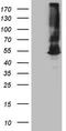 Argininosuccinate Synthase 1 antibody, CF809139, Origene, Western Blot image 