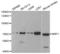 NRP antibody, LS-B13891, Lifespan Biosciences, Western Blot image 