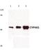 Cytochrome P450 4X1 antibody, A12486-1, Boster Biological Technology, Western Blot image 