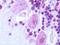 Galanin Receptor 2 antibody, NLS4155, Novus Biologicals, Immunohistochemistry frozen image 