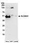 Solute Carrier Family 46 Member 1 antibody, A304-424A, Bethyl Labs, Western Blot image 