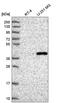 Family With Sequence Similarity 8 Member A1 antibody, HPA044698, Atlas Antibodies, Western Blot image 