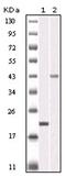 Aurora Kinase B antibody, AM06156SU-N, Origene, Western Blot image 