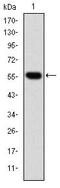 Chaperonin Containing TCP1 Subunit 2 antibody, MA5-15901, Invitrogen Antibodies, Western Blot image 