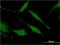 Histidine triad nucleotide-binding protein 1 antibody, H00003094-M05, Novus Biologicals, Immunocytochemistry image 