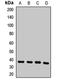 COP9 Signalosome Subunit 6 antibody, LS-C668262, Lifespan Biosciences, Western Blot image 